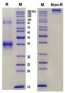 Lane1:Human TGFbeta1/hFc Reducing. Lane2:Human TGFbeta1/hFc Non-Reducing.